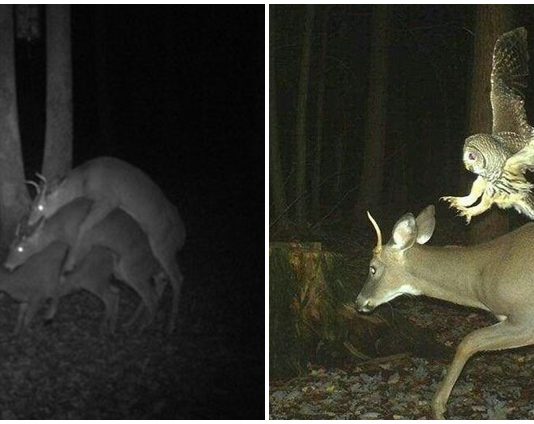 มัดรวมความฮาของสัตว์ป่า ที่ทำตัวเปิ่นๆ เพราะคิดว่าไม่มีคนเห็น แต่ดันมีกล้องถ่ายอยู่