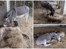 เจ้าลาเห็นว่าหมาไม่มีเพื่อน มันจึงเข้ามาผูกมิตรด้วยเพื่อไม่ให้เจ้าหมาเหงา