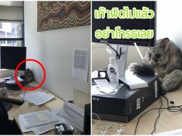 ชาวเน็ตเอ็นดูพอสซัม เมื่อเห็นหน้ารู้สึกผิดของมัน หลังแอบมาคุ้ยห้องแล้วออกไม่ได้