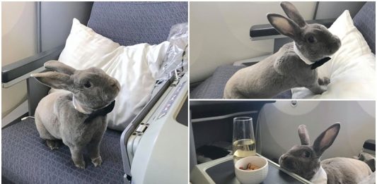 เจ้ากระต่ายโชคดี ได้นั่งชั้นเฟิร์สคลาสข้างเจ้าของแบบฟรีๆ ดูชีวิตดี๊ดีจนน่าอิจฉา