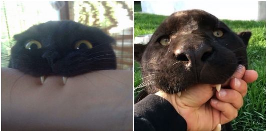 รวมโมเมนต์ต่างๆ ของเสือดำ แล้วคุณจะเห็นว่ามันก็เป็นแค่แมวไซส์ XXXL เท่านั้น