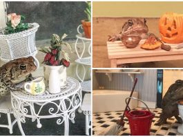 หญิงสาวเลือก “คางคก” เป็นสัตว์เลี้ยง และมอบชีวิตที่ดีจนคนต้องอิจฉาให้มัน