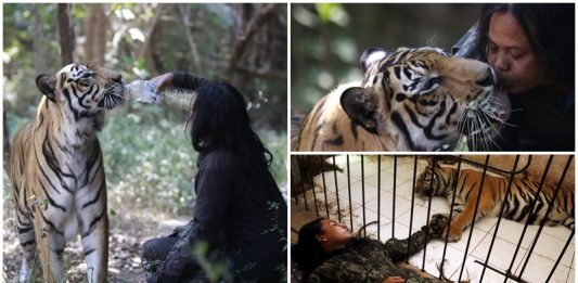 หนุ่มเลี้ยงเสือเบงกอลตัวใหญ่ยักษ์ไว้ที่บ้าน เอ็นดูมันไม่ต่างจากสัตว์เลี้ยงตัวน้อย