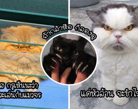 24 แมวเหมียวอารมณ์ร้าย ที่ไม่รู้ไปโกรธอะไรมา แต่คุณไม่ควรหยามพวกมันเด็ดขาด!!