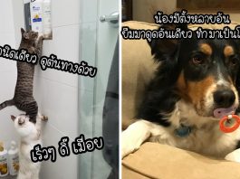 15 สัตว์เลี้ยงจอมซน กับวีรกรรมแปลกๆ ที่ทำให้เจ้าของเซอร์ไพรส์ไม่เว้นแต่ละวัน