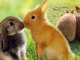 รู้รึเปล่า กระต่ายควรเลี้ยงด้วยกันตั้งแต่ 2 ตัวขึ้นไป ไม่อย่างนั้นมันอาจเหงาตายได้!!