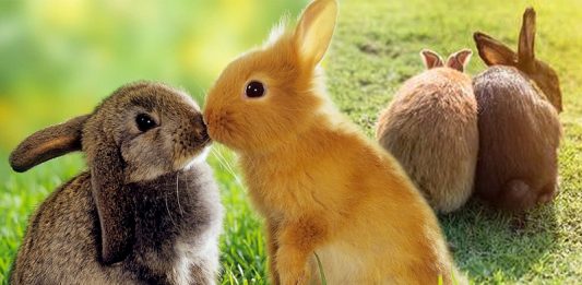 รู้รึเปล่า กระต่ายควรเลี้ยงด้วยกันตั้งแต่ 2 ตัวขึ้นไป ไม่อย่างนั้นมันอาจเหงาตายได้!!