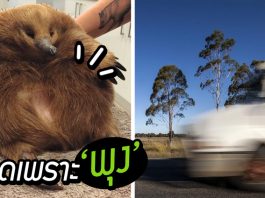 ตัวกินมดยังปลอดภัยหลังโดนรถเฉี่ยว ต้องขอบคุณ “ความอ้วน” ที่ช่วยชีวิตมันไว้