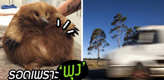 ตัวกินมดยังปลอดภัยหลังโดนรถเฉี่ยว ต้องขอบคุณ “ความอ้วน” ที่ช่วยชีวิตมันไว้