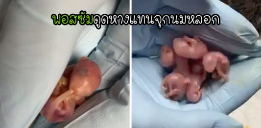 ภาพสุดน่ารักเมื่อ “ลูกพอสซัมกำพร้า” ยกหางน้อยๆ ของตัวเองมาดูดแทนจุกนมหลอก