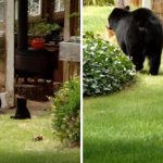 เจ้าของบ้านตื่นเต้นเมื่อเห็นแม่หมีพาลูกๆ เข้ามาวิ่งเล่นในสนามหญ้าของเขาอย่างสนุกสนาน