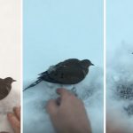 ชายใจดีพบ ‘นก’ ขาติดในหิมะและกำลังจะแข็งตาย จึงเข้าไปช่วยจนมันได้รับอิสระอีกครั้ง
