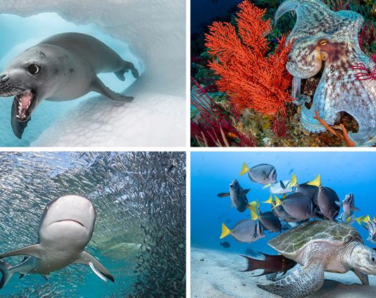 30 ภาพถ่ายอันงดงามของ “สัตว์โลกใต้ท้องทะเล” ที่ได้รับรางวัลจากการประกวดปี 2020