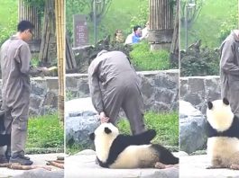 ‘แพนด้าจอมซน’ อยากให้ผู้ดูแลเล่นด้วย เลยกวนเขาด้วยการเกาะขาบ้าง นอนกลิ้งกับพื้นบ้าง