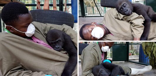 ภาพสุดอบอุ่น เมื่อ “กอริลลากำพร้า” นอนกอดกับ “ผู้ดูแลคนโปรด” ราวกับเป็นแม่ลูกกัน