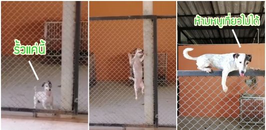 หนุ่มกั้นรั้วเหล็กไว้ ป้องกันเจ้าหมาแอบหนีไปเที่ยว แต่รั้วก็เอาเจ้าหมาไม่อยู่อยู่ดี!?