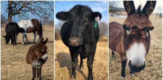 ครอบครัวพึ่งพาลาแคระ เพื่อให้มันช่วยนำทาง ให้กับวัวและม้าตาบอดในฟาร์ม