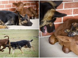 ลูกวัวกำพร้าได้แม่หมาช่วยเลี้ยงดู โตมาก็เลยนึกว่าตัวเองเป็นหมาไปซะแล้ว