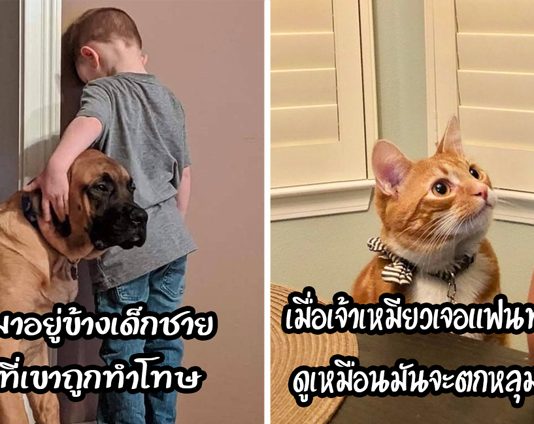 21 ภาพ “สัตว์เลี้ยงแสนดี” ที่พิสูจน์ว่าพวกมันพร้อมจะอยู่เคียงและทำให้คุณรู้สึกดีเสมอ