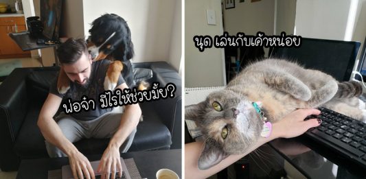 นี่คือสิ่งที่ “เจ้าของสัตว์เลี้ยง” ต้องเจอ เมื่อบอสให้พนักงานทำงานที่บ้านเพื่อป้องกันโควิด19