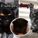 23 ภาพสุดน่ารักของเหล่า “แมวดำ” ที่พิสูจน์ว่าแมวดำไม่ได้มาพร้อมความโชคร้ายแน่นอน