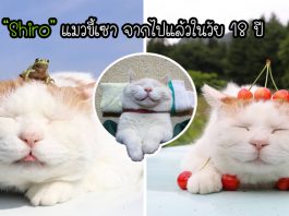 รวมภาพประทับใจของ ‘Shiro’ เจ้าเหมียวเซเลบ ที่ตอนนี้ได้จากโลกไปแล้วในวัย 18 ปี