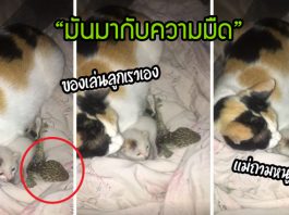 หนุ่มแทบช็อค!! คลำหาลูกแมวในความมืด แต่รู้สึกเหนียวมือ จึงส่องไฟดู… ลุกหนีแทบไม่ทัน