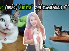 เหมียวหลงรักเพื่อนบ้านคนสวย จึงแอบเข้าบ้านของเธอ และไม่ยอมกลับบ้านนาน 5 ปีแล้ว