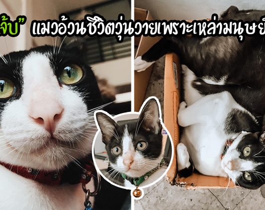 “วิ้งแจ้บ” อดีตแมวจร ถูกรับเลี้ยงจนอ้วนตั๊บ และกลายเป็นขวัญใจของพนักงานในออฟฟิศ