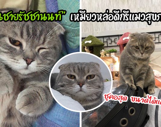 พบกับ “คุณชายรัชชานนท์” เหมียวขี้เซาผู้รักการโดนจกพุง ดีกรีแมวสุขภาพดีอันดับ 3