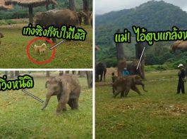 ‘นุ้งลูกช้าง’ หงุดหงิดขั้นสุดเมื่อไล่จับ “เจ้าตูบจอมกวน” ไม่ทัน เลยหันกลับไปฟ้องแม่แทน