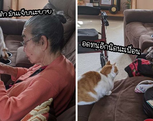 เหมียวเล่นตุ๊กตาตัวโปรดจนเยิน ยายจึงเอามาซ่อมให้ โดยที่มันนั่งเฝ้าอย่างไม่ละสายตา