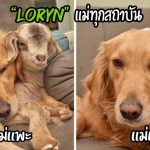 “Loryn” โกลเด้นใจดี อาสาเป็นแม่ทุกสถาบัน โดยรับเลี้ยง “ลูกสัตว์กำพร้า” ทุกชนิด