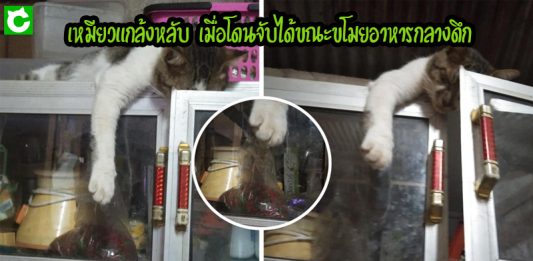“เหมียวเจ้าเล่ห์” แอบขโมยอาหารกลางดึกทุกคืน เมื่อโดนจับได้ก็ทำเป็นแกล้งหลับ…