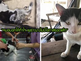 แมวจรบาดเจ็บหนักจนหมอบอกไม่รอด แต่สาวทาสแมวไม่ถอดใจ ช่วยจนมันเดินได้อีกครั้ง