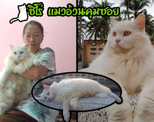 “ชิโร่” แมวอ้วนจอมกวน ทั้งขี้อ้อน ขี้แกล้ง หวงยาย และแสบจนหมาเจ้าถิ่นยังต้องยอม
