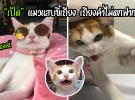 “เป็ด” แมวจรตกท่อสู่เหมียวขี้เถียง เถียงตั้งแต่เด็กยันโต และชอบก่อเรื่องให้โดนดุทุกวัน