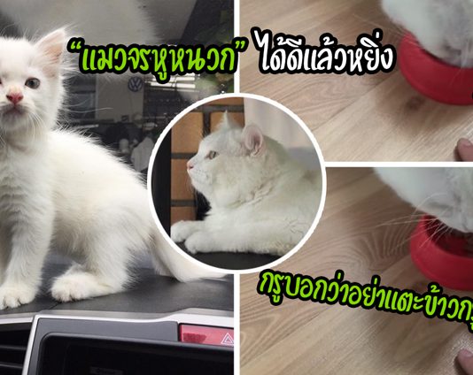 “สโนว์” แมวจรหูหนวกถูกชุบเลี้ยงจนได้ดี แต่ดันหยิ่ง เกรี้ยวกราด และหวงข้าวหนักมาก