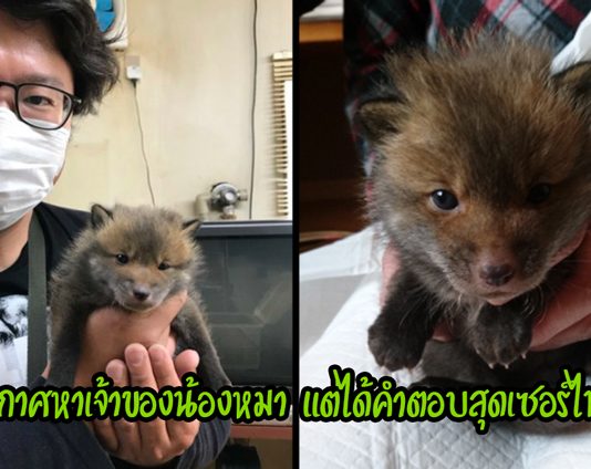 หนุ่มญี่ปุ่นประกาศหาเจ้าของลูกหมาที่ถูกพบข้างถนน แต่กลับพบว่ามันไม่ใช่ลูกหมา…