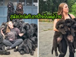 หญิงสาวพา “สุนัขพันธุ์ยักษ์ 9 ตัว” ไปเยี่ยมผู้ป่วยในโรงพยาบาล เพื่อมอบความสุขให้