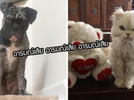 20 ภาพสัตว์เลี้ยงที่อยู่ใน “โหมดอารมณ์เสีย” มันทั้งน่ารักและตลกในเวลาเดียวกัน