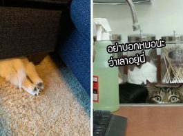 17 สัตว์เลี้ยงที่คิดว่าตัวเองเป็นเทพแห่งการเล่นซ่อนแอบ แต่ในความเป็นจริงแล้ว… ไม่ใช่เลย