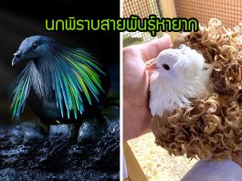 32 ภาพนกพิราบสายพันธุ์หายากและสวยที่สุดในโลก เผยให้เห็นความน่าทึ่งของธรรมชาติ