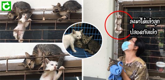 ลูกแมวร่วงลงมาจากดาดฟ้า แล้วดันเจอหมาเจ้าถิ่นอีก จึงรีบปีนหน้าต่างเพื่อเอาตัวรอด