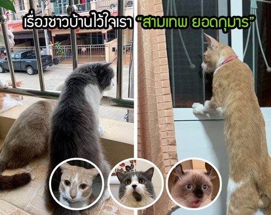 พบกับ “สามเทพ ยอดกุมาร” แก๊งแมวสายเผือก ผู้ไม่เคยพลาดทุกเรื่องของชาวบ้าน