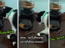 ทาสเดือดเมื่อ “บ๊อบบี้” เหมียวผู้มีจิตใจโอบอ้อมอารี คาบ “จิ้งเหลน” เข้าบ้านเพื่อแบ่งอาหารให้