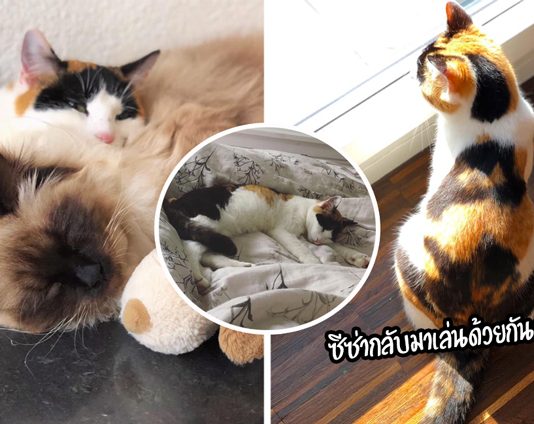 เหมียวผู้น่าสงสารตรอมใจ ไม่กิน ไม่นอน เอาแต่ร้องหาเพื่อนรักที่จากไปอย่างไม่มีวันหวนหลับ