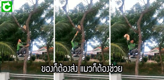 หนุ่มแกร๊ปเห็นแมวจรติดอยู่บนต้นไม้ ไม่รอช้า รีบปีนขึ้นไปช่วยมันลงมาอย่างปลอดภัย