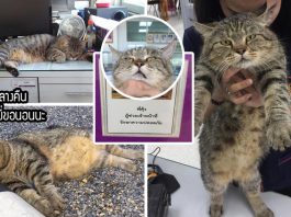รู้จักกับ “พี่คุ้ง” อดีตแมวจรสู่พนักงานการไฟฟ้าผู้โด่งดัง จนกลายเป็นขวัญใจชาวสุโขทัย