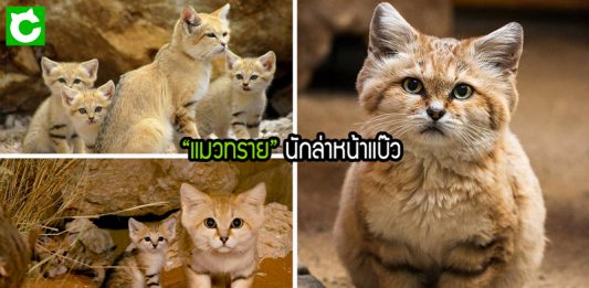 รู้จักกับ “แมวทราย” นักล่าตัวจิ๋ว หน้าตาแบ๊วใส แต่ฤทธิ์เยอะถึงขั้นล้มอสรพิษได้